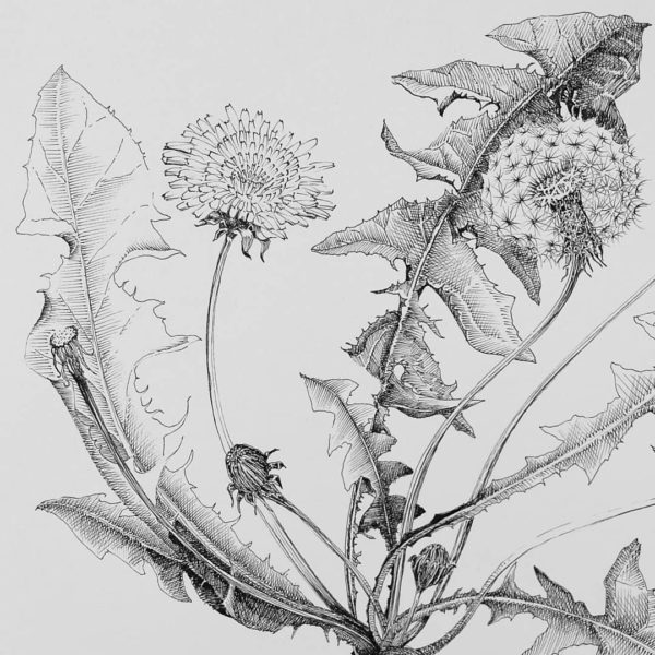 Dandelion