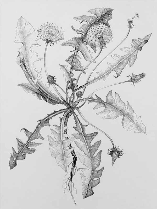Dandelion